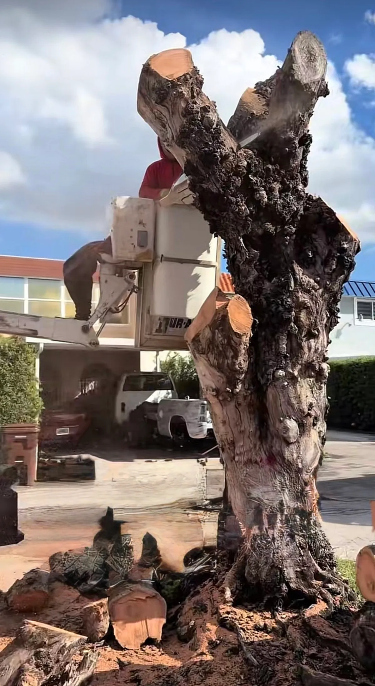Tree removal in progress