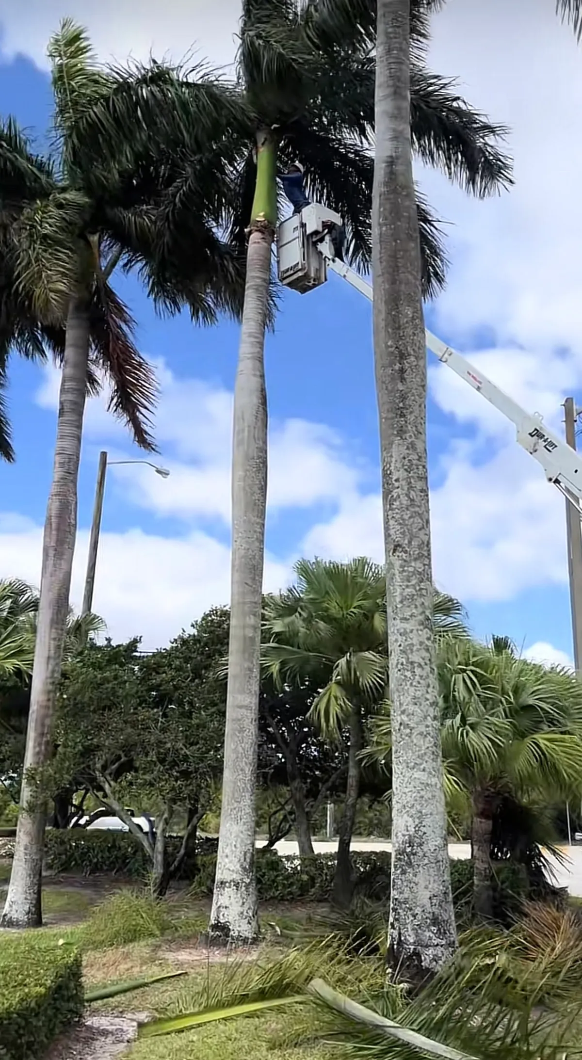 Royal palm tree trimming