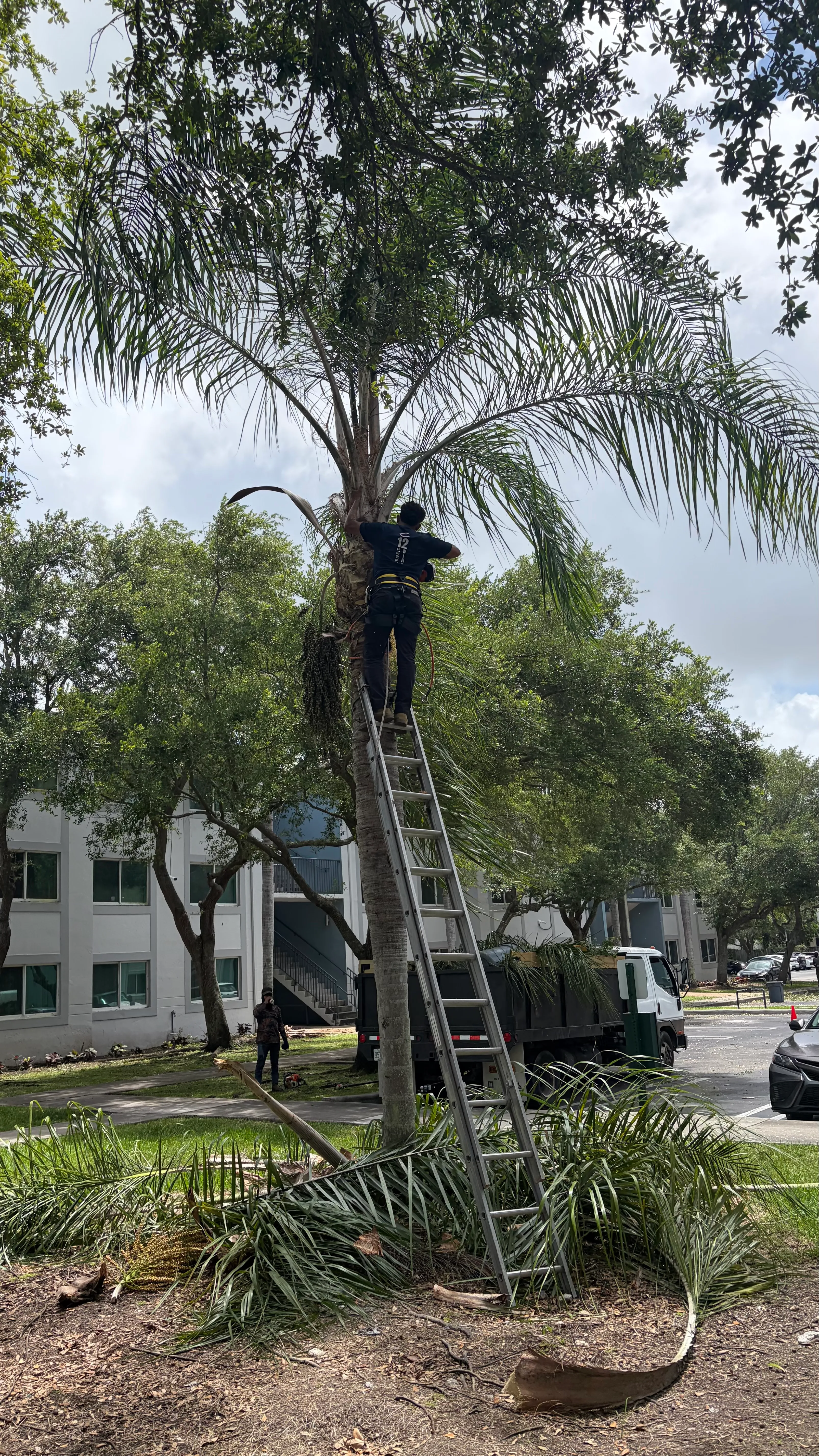 Tree Service